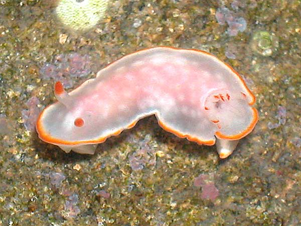 r0002a