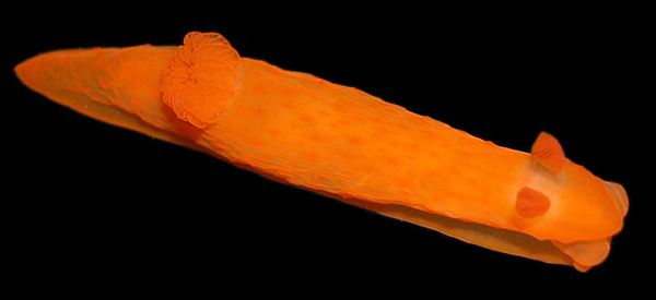 r0007a