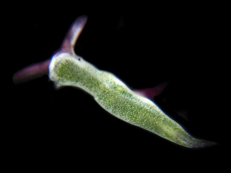 r0002a