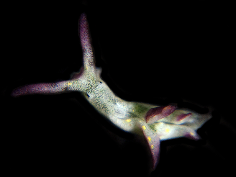 r0002a