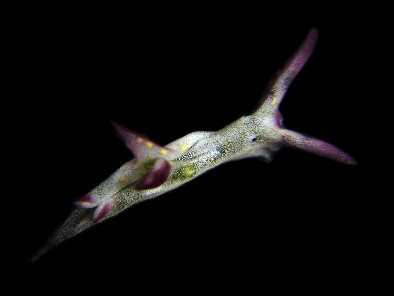 r0002a