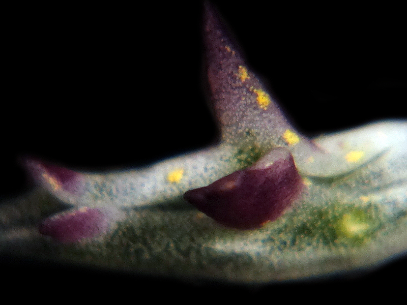 r0002a