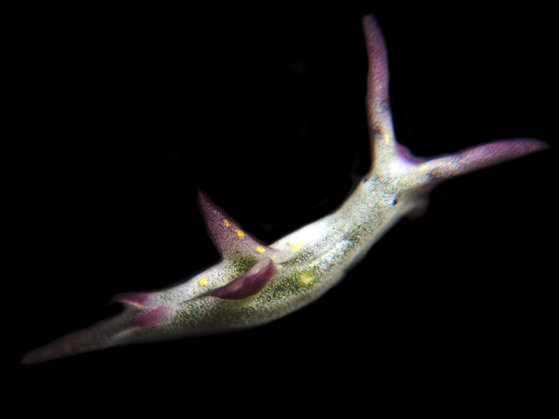 r0002a