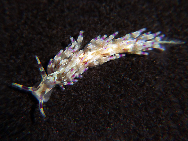 r0002a