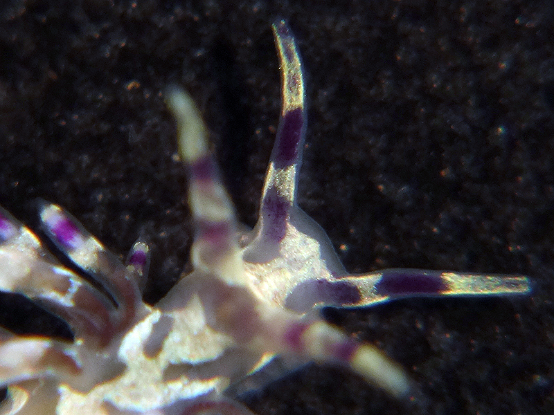 r0002a