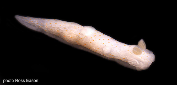 r0008a