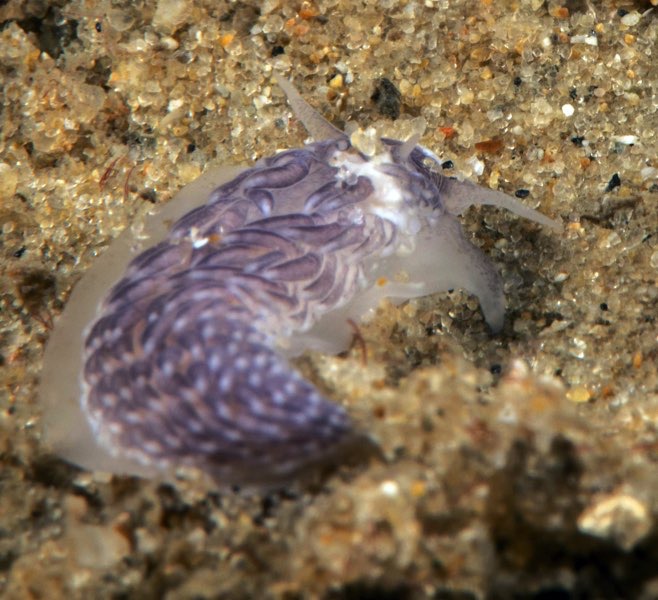 r0002a