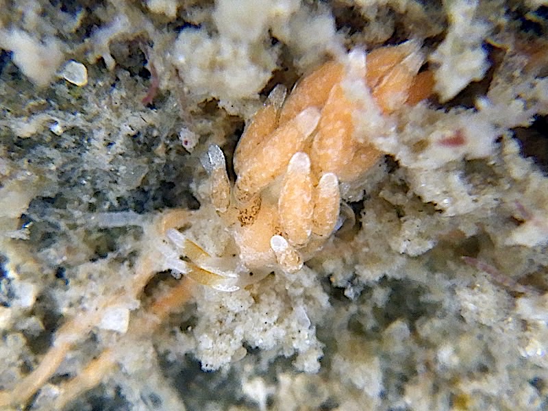 4149a